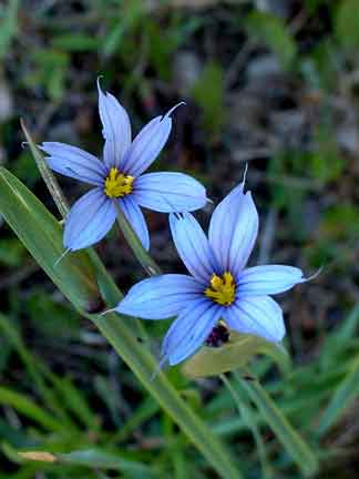 Common Blue-eyed Grass Photo