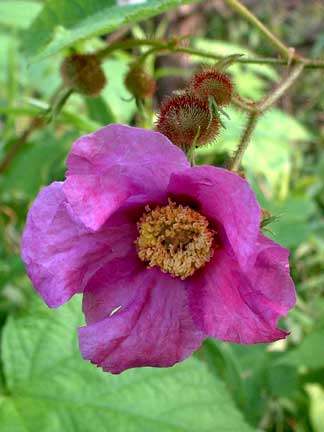 Purple-Flowering Raspberry Photo